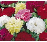 OEILLET CHABAUD COULEURS MIXTES Dianthus caryophyllus - 120 graines en vrac