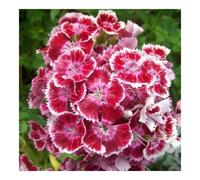 Oeillet de poête nain double varié 600 graines