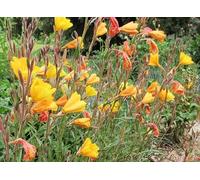 Oenothera 'Apricot Delight' Onagre 100 Graines - vivace
