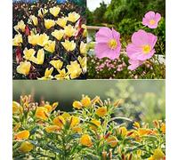 Oenothera Mix, Onagre 50 Graines - vivace