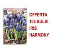 Offerta 105 Bulbi Iris Reticulata Harmony Bulbs