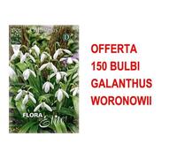 Offerta 150 Bulbi Galanthus Woronowii
