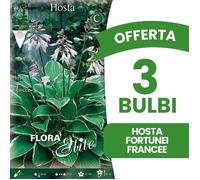 OFFERTA 3 BULBI HOSTA FORTUNEI FRANCEE BULBI PRIMAVERILI BULBS