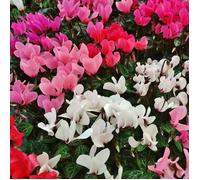 Offerta 3 Piante Di Ciclamini Colori Assortiti Fucsia Bianchi Rossi Vaso 10cm Piante Da Esterno Multicolore