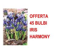 Offerta 45 Bulbi Iris Reticulata Harmony Bulbs Multicolore