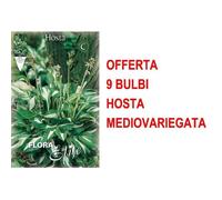 Offerta 9 Bulbi Hosta Undulata Mediovariegata Bulbs Multicolore