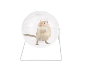 OFFIGAM Mini Balle Interactive Augmente Le Niveau D'activité pour Petits Animaux Boule d'exercice pour Hamster 4-en-1 Support, Plastique et Métal