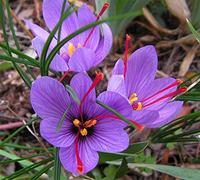 Offre 1000 Bulbes de Crocus SATIVUS ZAFERANO Calibre 8/9 Croco Cultivation