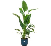 Offre combinée - arbre oiseau de paradis incl. elho Vibes Fold Round en bleu - hauteur 180 cm, Ø30