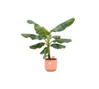 Offre combinée - Bananier (Musa) avec pot de luxe