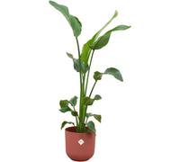 Offre combinée - Fleur d'oiseau de paradisNicolai avec pot elho Jazz rond rouge Ø23 - 100 cm