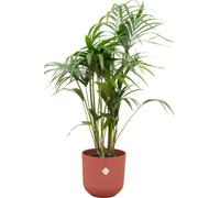 Offre combinée - Kentia palm incluant elho Jazz Pot rond rouge Ø26 - 130 cm