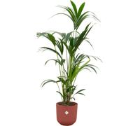 Offre combinée - Kentia Palm Inclusief Elho Jazz Round Rood Ø26 - 160 Cm