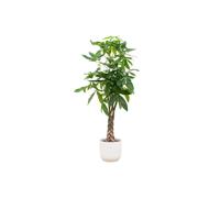 Offre combinée - marronnier porte-bonheur incl. elho Vibes Fold Round en blanc - hauteur 150 cm, Ø30