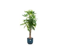 Offre combinée - marronnier porte-bonheur incl. elho Vibes Fold Round en bleu - hauteur 150 cm, Ø30
