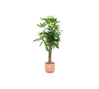 Offre combinée - marronnier porte-bonheur incl. elho Vibes Fold Round en rose - hauteur 150 cm, Ø30