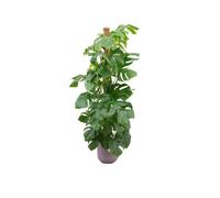 Offre combinée - Monstera Pertusum Xl Inclusief Elho Jazz Round Lila Ø26 - 150 Cm