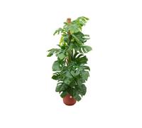 Offre combinée - Monstera Pertusum Xl Inclusief Elho Jazz Round Rood Ø26 - 150 Cm