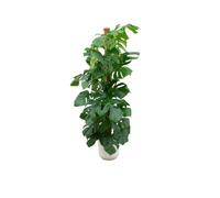 Offre combinée - Monstera Pertusum Xl Inclusief Elho Jazz Round Wit Ø26 - 150 Cm