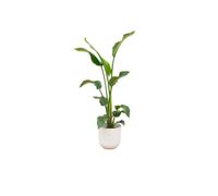 Offre combinée - Oiseau de Paradis Nicola - incl. elho Jazz Round blanc Ø23 - 100 cm