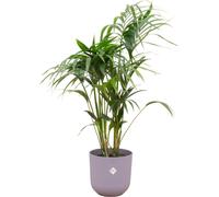 Offre combinée - palmier kentia avec pot elho Jazz Round lilas Ø26 - 130 cm