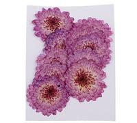 Ogquaton 10 Pièces Pourpre Marguerite séchée Pressé Fleurs Main Réel Cas de Fleurs pour Téléphone Décoration DIY Durable et Utile