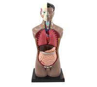 OIFAODAO Modèles anatomiques, Modèle d'anatomie de Structure des Organes internes Masculins