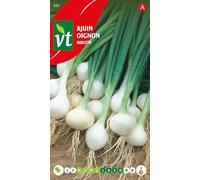 Oignon Barletta Graines - Petit oignon blanc, à consommer frais où à confire