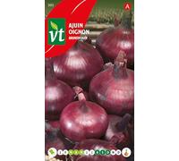Oignon Brunswijker Graines - Bulbe aplati de couleur rouge foncé