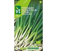 Oignon Ishikura long white Bio Graines - Un fin fût blanc au lieu d’un bulbe
