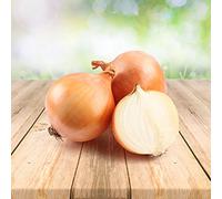 Oignon Jaune 250 x graines - Du Portugal 100% Naturel Sans Aide à La Culture Chimique Ni Génie Génétique, Juste de la Nature Pure