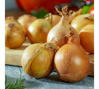 Oignons à Planter Vivaces Productifs - Stuttgarter Riesen | Oignons de Hollande, Stuttgarter Riesen, robustes, faciles d'entretien, pour potager (sans graines, non artificiels)