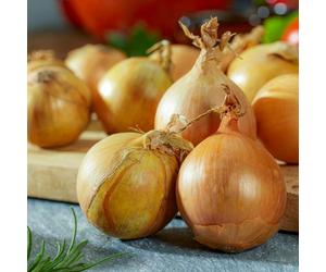 Oignons à Planter Vivaces Productifs - Stuttgarter Riesen | Oignons de Hollande, Stuttgarter Riesen, robustes, faciles d'entretien, pour potager (sans graines, non artificiels)