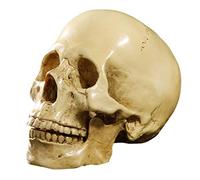 Oikabio Modèle 1 : 1 Résine Crâne Humain Décoration anatomique d'enseignement Jaune