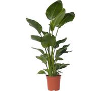 Oiseau de paradis - Strelitzia nicolai - Hauteur 150-170cm - ⌀28cm