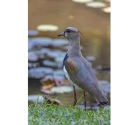 Oiseau sur Le Rivage - Puzzle de 1000 pièces - Défi cérébral en Famille - 38 x 52 cm