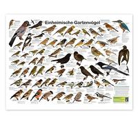 Oiseaux de jardin (allemand) Poster de Planet Poster Editions 40 x 30 cm Tableaux Décoration murale