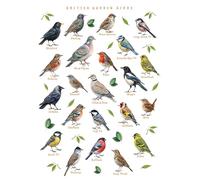 Oiseaux de jardin britanniques - Affiche murale éducative d'identification, Format A4 29,7 x 21 cm, Poster d'ornithologie