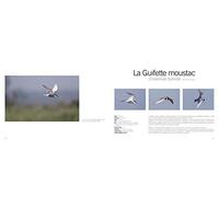 Oiseaux entre garrigues et Méditerranée