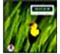 Oiseaux, le chant des oiseaux