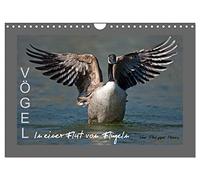 OISEAUX, Version française (Calendrier mural 2026 DIN A4 portrait), Calendrier CALVENDO mensuel