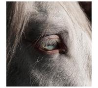 Ok Wait - Signal (Clear Vinyl) [Import]