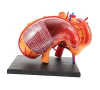 OKUMEYR 1Pièce Modèle Anatomique de Estomac pour Enseignement Matériel de Démonstration Médicale Aide Pédagogique pour Études Physiologie et