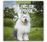 Old English Sheepdogs 2026 Square Wall Calendar