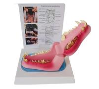 OLDMFZP Dog Tooth Anatomical Model Canine Jaw Model with Teeth for Education Clinic Demo Decoration Veterinarian’s Offices and Classrooms, Medical Learning Resource