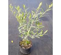 Olea europaea 'Ascolana Terena' / Olivier d'Italie/Conteneur de 2 à 2.9 litres/Arbuste fruitier