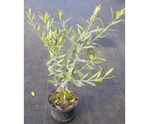 Olea europaea 'Fastigiata' / Olivier d'Europe/Conteneur de 2 à 2.9 litres/Arbre fruitier