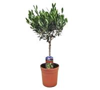 Olea Europaea - Olivier rustique sur tige - Pot 17cm - Hauteur 60-70cm