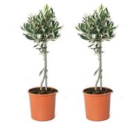 Olea europaea - Olivier sur tronc - Arbre méditerranéen - Rustique - D14 cm - H40-50 cm - BLOOMIQUE