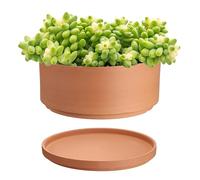 OLegei Pot de Fleurs en Terre Cuite pour Plantes succulentes, 24x12cm